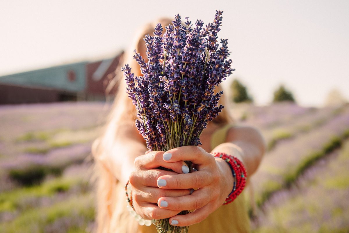 Lavender Hill Farm